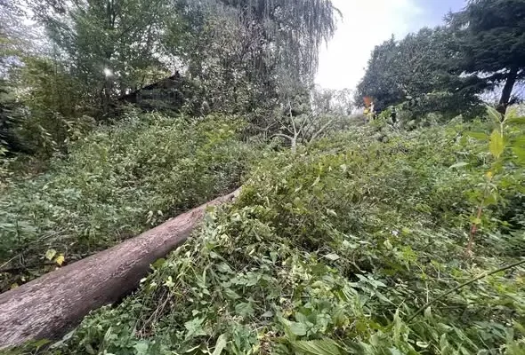Powalone drzewo na jezdni w Zarzeczu – interwencja OSP