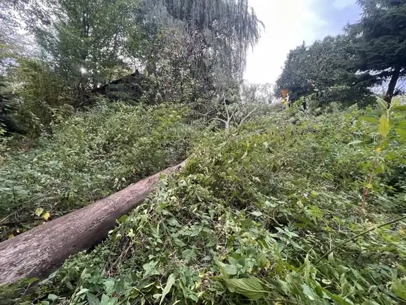 Powalone drzewo na jezdni w Zarzeczu – interwencja OSP